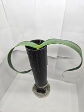 Welwitschia mirabilis - 1 year old seedling