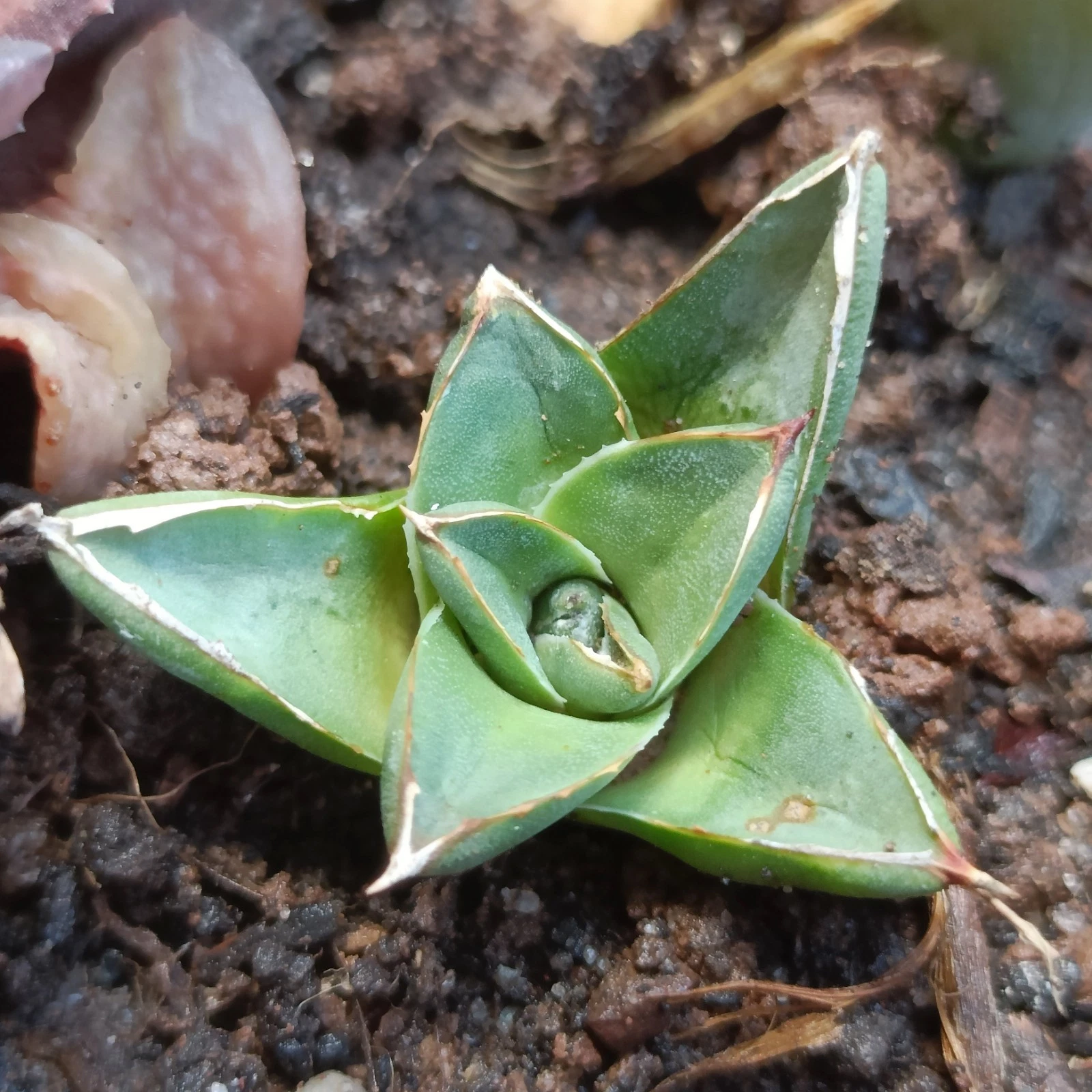 Agave Pinky original Rare Succulent plant