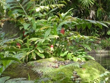 4 Shampoo Ginger Rhizomes, Zingiber Zerumbet, Pine Cone, Free Ship