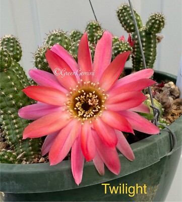 TWILIGHT Chamaecereus Rare European Hybrid Rooted Plants Peanut Cactus |  eBay
