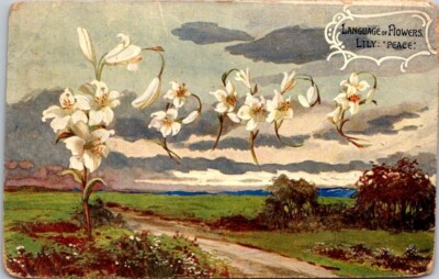 Vintage Postcard Easter Lilly Language of Flowers Lily means Peace 1909    13538