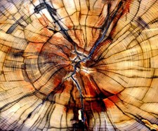 Glass Splashback Kitchen Tile Cooker Panel ANY SIZE Wood Tree Cut Fossil 0638