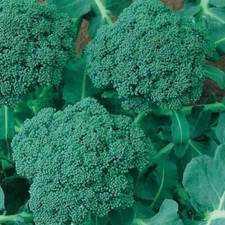 Calabrese Broccoli Seeds, NON-GMO, Cruciferous, Variety Sizes, FREE SHIPPING