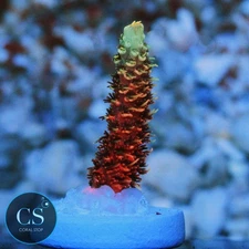 CS CS FUCHSIA FURY ACRO - WYSIWYG LIVE CORAL