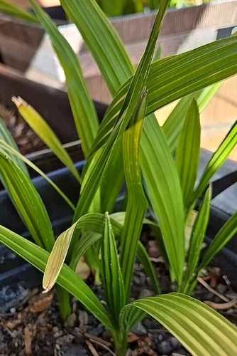 Senegal Hybrid Date Palm Phoenix Tree Reclinata 3.5 Years Old, 14 to 18 Inches - Picture 3 of 6