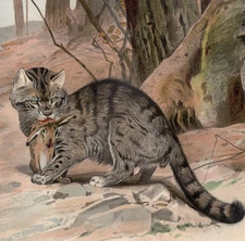 Wildcat with Prey Desert Cat Wilhelm Kuhnert 1880 Antique Chromolithograph