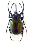CHALCOSOMA CHIRON CHIRON MALE A1+++ GIANT!!! XXL 98MM+ DYNASTIDAE INDONESIA