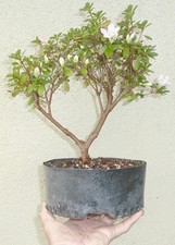 Azalea Apple Blossom Pre Bonsai Dwarf Kifu Nice Trunk Flowers
