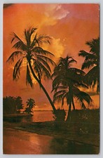 Vintage Florida Sunset Palm Trees Linen Postcard Tampa 1963 FG227