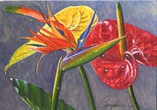 Aceo Botanical Miniature Hawaiian Heliconia Guyana Red Anthurim W/C Painting