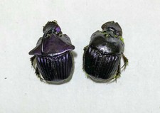 Phanaeus for collectors | Horned Rhinoceros Dung Beetles