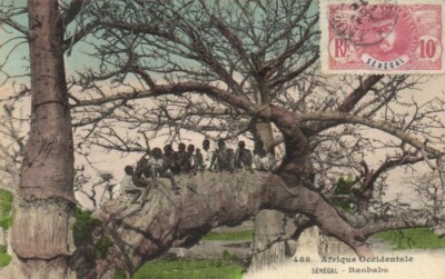 Africa Senegal - Children on a Baobab Tree - Ethnic Real Photo Postcard