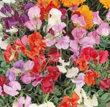 Sweet Pea KNEE HIGH Mix 36" Dwarf Vine Great for Containers! Non-GMO 50 Seeds!