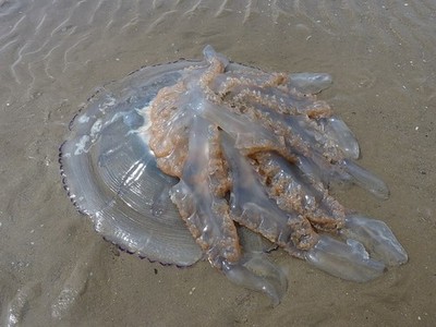 Foto 6x4 Fassqualle am Strand Pembrey kopfüber nach dem Waschen c2017