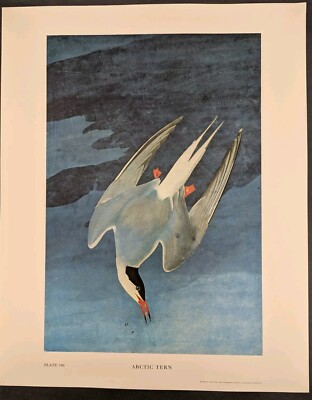 Arctic Tern Plate 146 Ltd Ed 750 John James Audubon Folio 1966 Bird Print