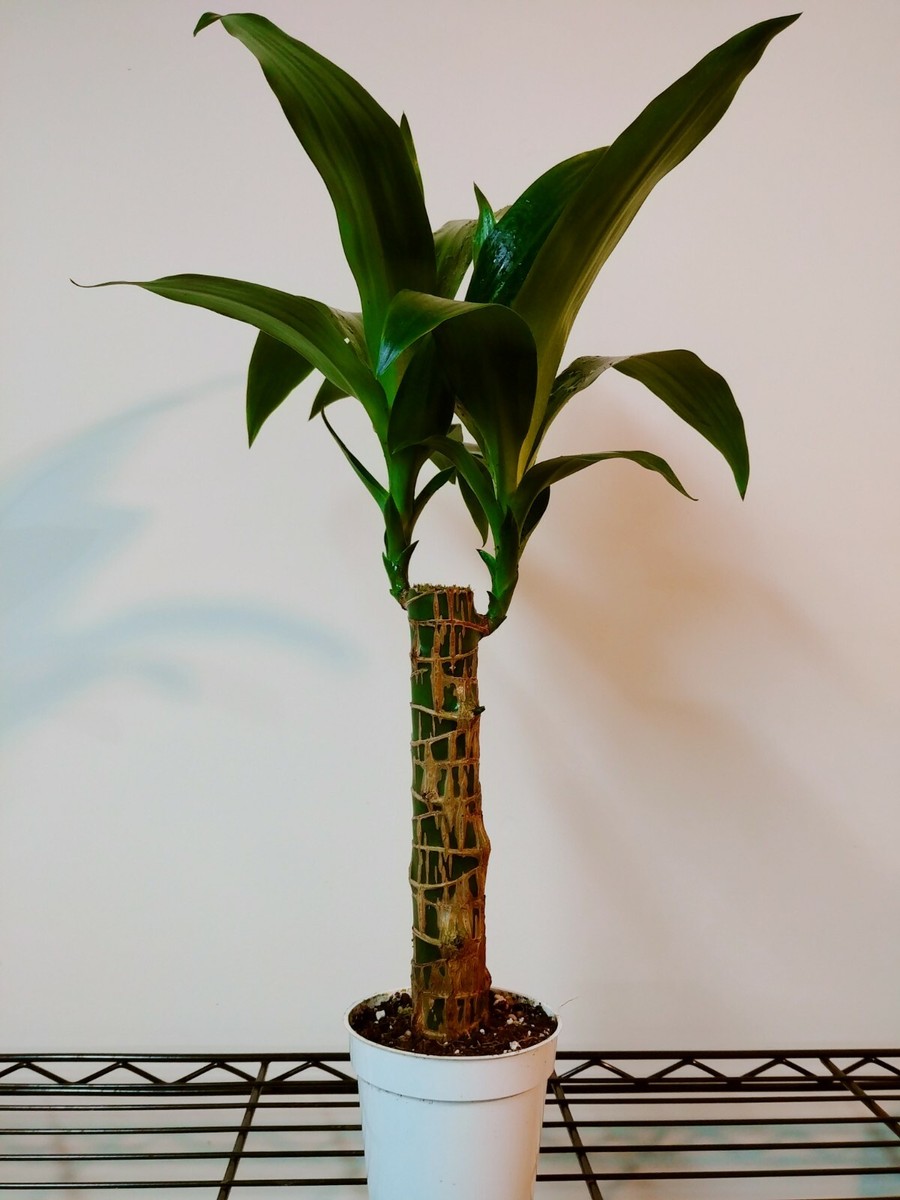 efeutute ähnlich Efeutute - Epipremnum aureum main image 1