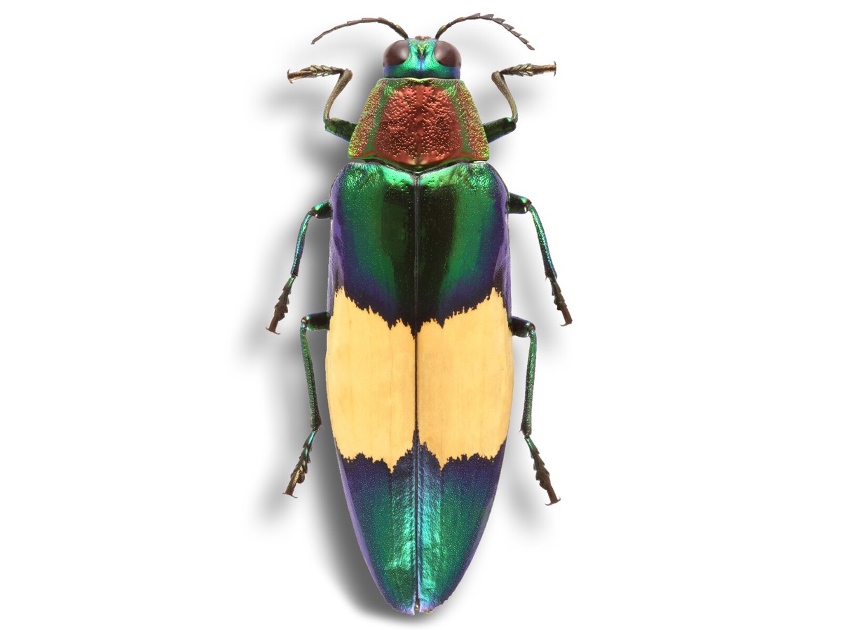 REAL Rare Find Chrysochroa maruyamai Jewel Metallic Beetle