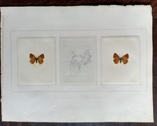Page extracted album amicorum, mid 19th century dried butterfly and drawing