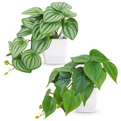 fig tree indoor plant Shop Our Giant Ficus Fiddle Leaf Fig Lyrata Bambino, Indoor Tree Like,  Large Options Available with Thick Clear Trunks main image 1