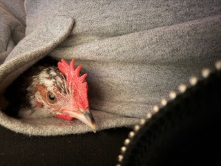 ✨ 8 Kikiriki Hatching Eggs ✨ NPIP Certified • Dedicated Breeding Flocks