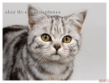 Chinese 100% real natural silk thread,su hand embroidery kits:kitty cat 10"