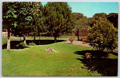 Vintage Postcard - Kangaroos at the Woodland Park Zoo - Seattle Washington - WA - Afbeelding 1 van 2