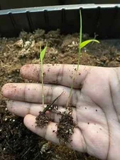 500+ MOSO Bamboo Seeds. Giant Phyllostachys edulis. USA Seller, Fast Shipping