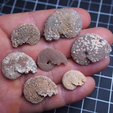 7 pcs Ammonite Chalcedony Mineral Fossil Ammonite Cretaceous Coniacian 2364