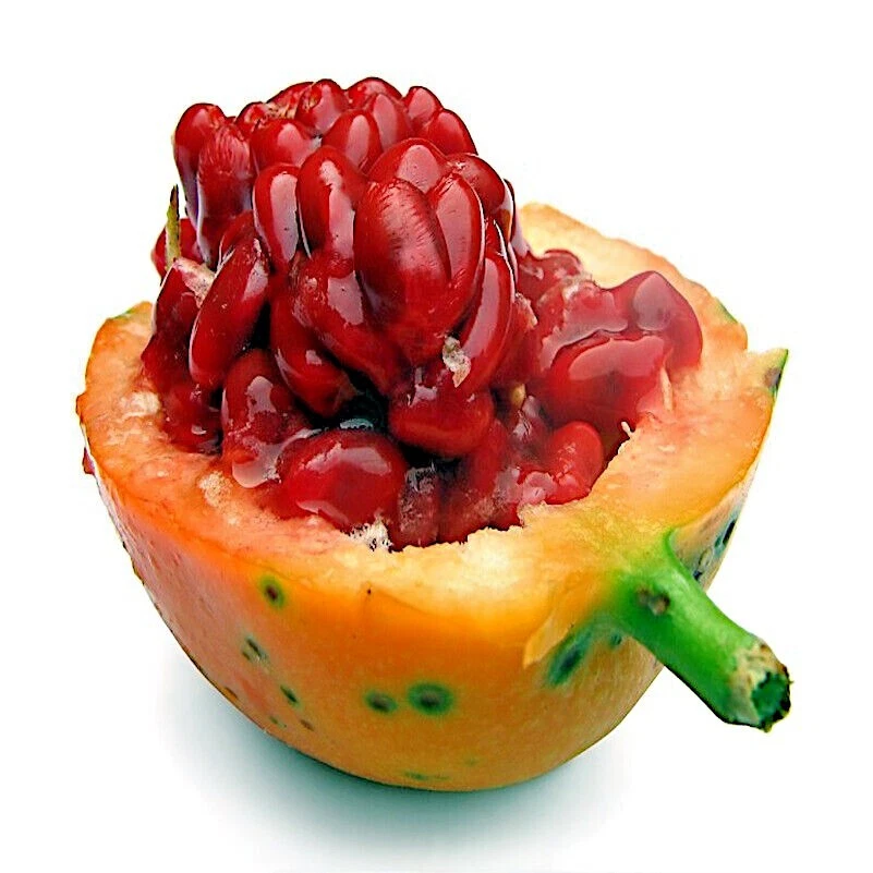 SEMILLAS DE FLOR DE PASIÓN AZUL Escalador Vid Frutal Planta Colibríes y Mariposas! Foto 3 de 4