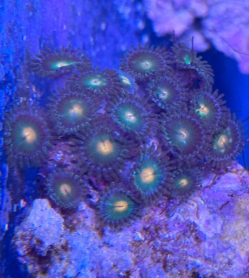 live coral Citrus Zoanthids by 
