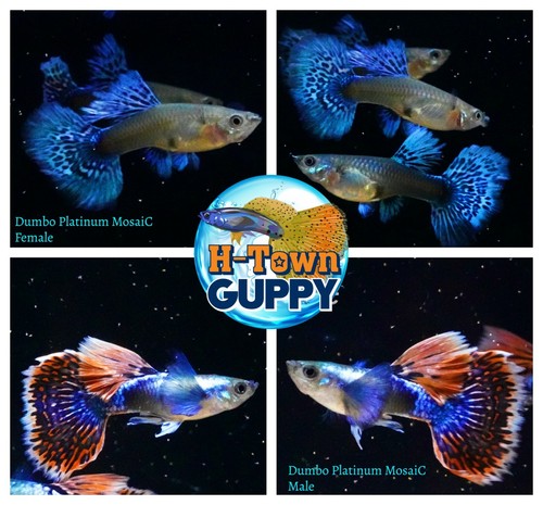 2 Female Dumbo Platinum Mosaic Guppies - Live Aquarium Fish, USA Bred