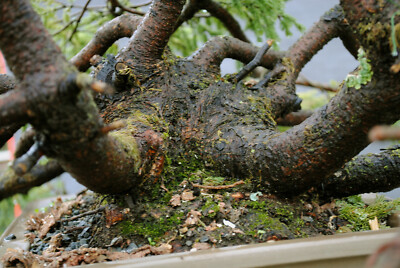 Bonsai outdoor winterhart Fichte, Picea, H70 B140 D25 cm | eBay.de