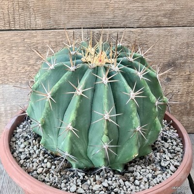 D5826 FEROCACTUS POTTSII pot25-H15-W21 cm MaMa Cactus