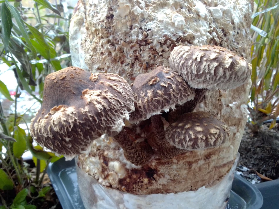 Flumy, coltivazione funghi, micelio liquido, cultura liquida, cultura fungina, lato ostrica - Immagine 2 di 4