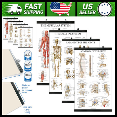Palace Learning 4 Pack Anatomical Poster Set Laminated Anatomy Charts