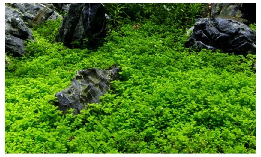 10X10 Dwarf Baby tears Hemianthus Callitrichoides cuba mat aquarium planted tank - Image 3 of 4