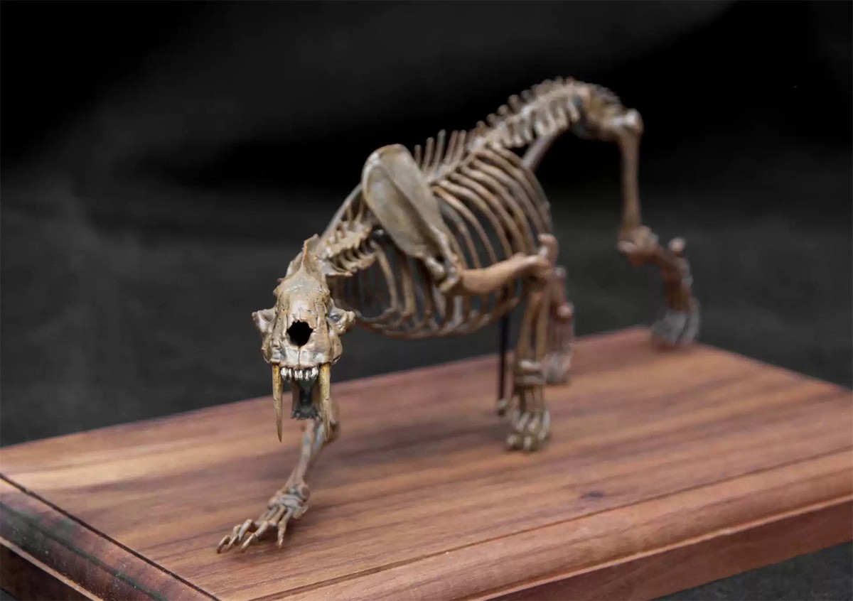 Smilodon Tibia Smilodon Labeled Bones Skeletons File:Smilodon Skeleton And Felis
