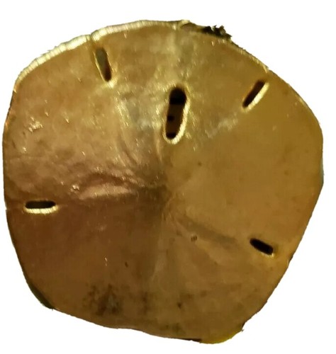 Real Sand Dollar Necklace 28" Long Pendant Gold Tone 2.5" Wide With Gift Bag - Picture 7 of 7