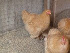 12+6 LARGE BREED LEMON BARRED FRESH AND FERTILE HATCHING EGGS. ( RARE COLOR) — photo 8