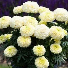 50 Dwarf White Gold Marigold Flower Seeds. USA Seeds. Organic. Ships free