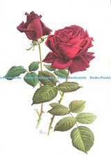 D240809 Rose Papa Meilland Stahle and Friedel Co Otto Ludwig Kunz 1979