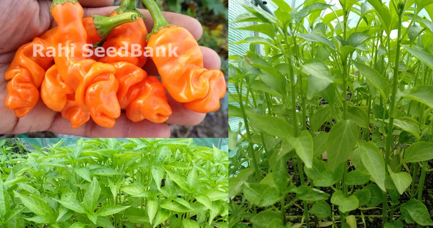 Peter Penis Orange Chilli Plant - A Funny, Rare, Unusual & Pornographic Chilli - Image 4 of 4