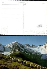 715951 Foto AK Tiroler Bergschafe Blick Hohen Mut Gaisberg Rotmoosgletscher bei 