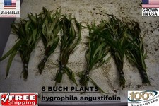 6 bunches Hygrophila Angustifolia plants Easy Aquarium aquascaping planted tank 