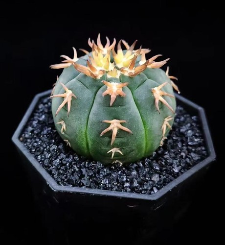 3,5 cm Gymnocalycium spegazzinii WYSIWYG Aussaat Wachstum Garten Sale - Bild 3 von 4