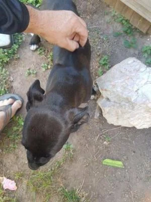 Puppy For Sale Gumtree Australia Townsville City Gumtree