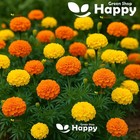 African Marigold Crackerjack Mix - 600 Seeds - Tagetes Erecta - Early Flowering
