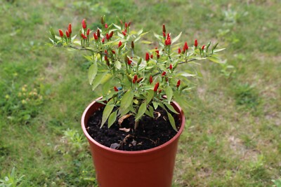 10 Samen Mini-Chili Bonsai-Chili Capsicum Minimum schne Zimmerpflanze |  eBay.de