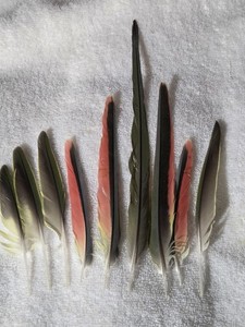 Parrot Tail  Feathers Parakeet NICE