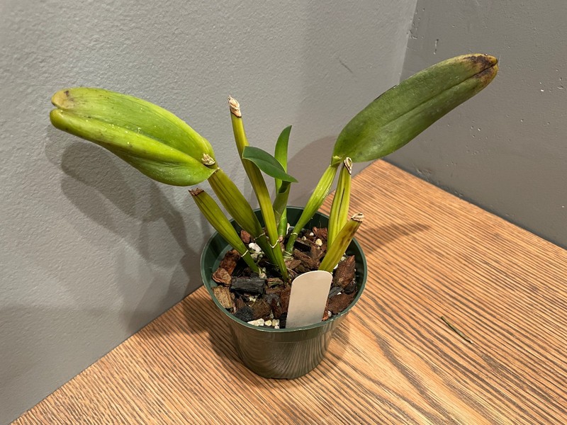 Blc. Newberry Orange Crush `Contrast' Cattleya Orchid Plant